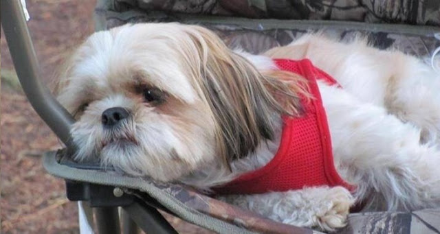 7 Motivos para você não levar o seu SHIH TZU na PRAIA