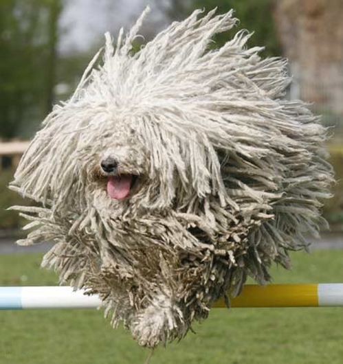 Komondor1.jpg