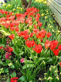Red tulips Centennial Park Conservatory 2015 Spring Flower Show by garden muses-not another Toronto gardening blog