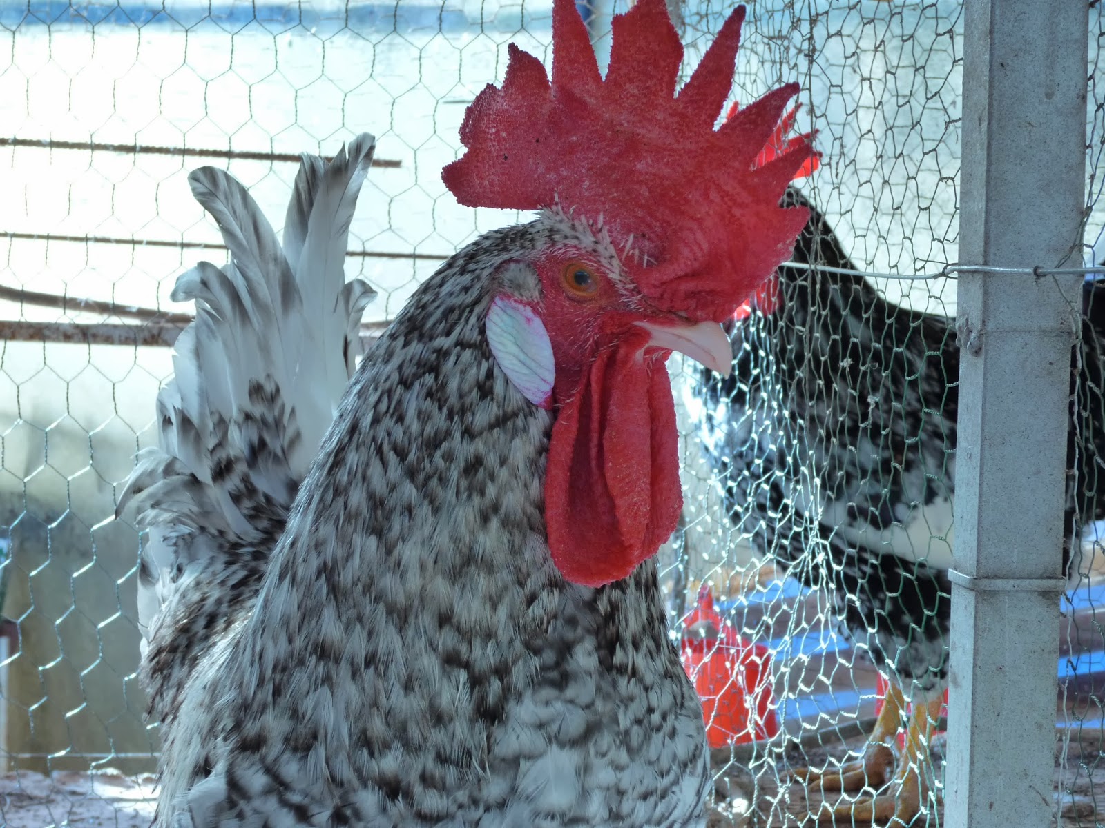 EL GALLINERO CANARIO: JABADA