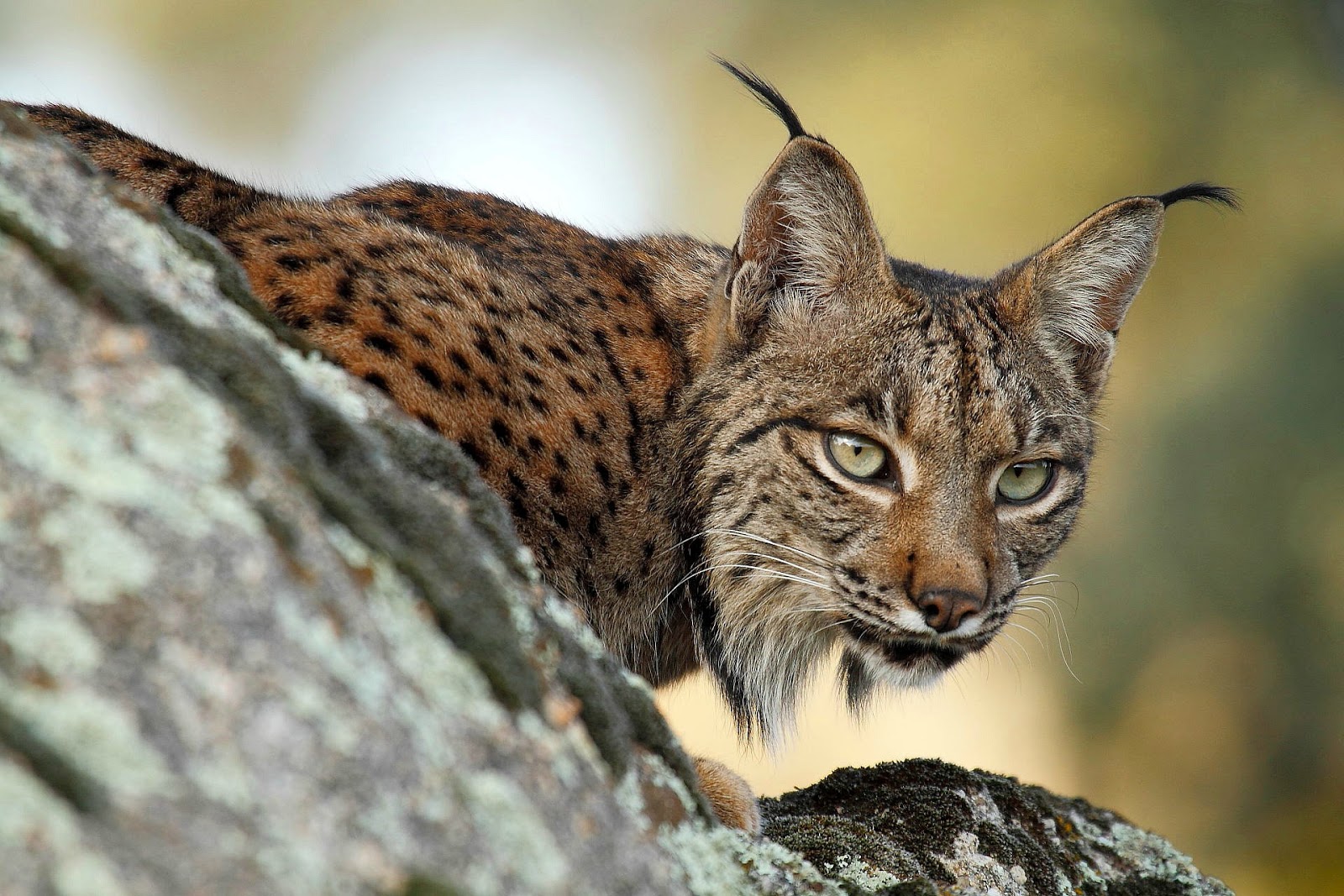 HD Wallpapers and Backgrounds of animals and pets: Foxes, Horses, Tiger, Dogs, Cats, Squirrels, Rabits and Others