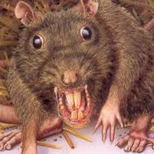 You dirty rat! Rats don't belong in attics