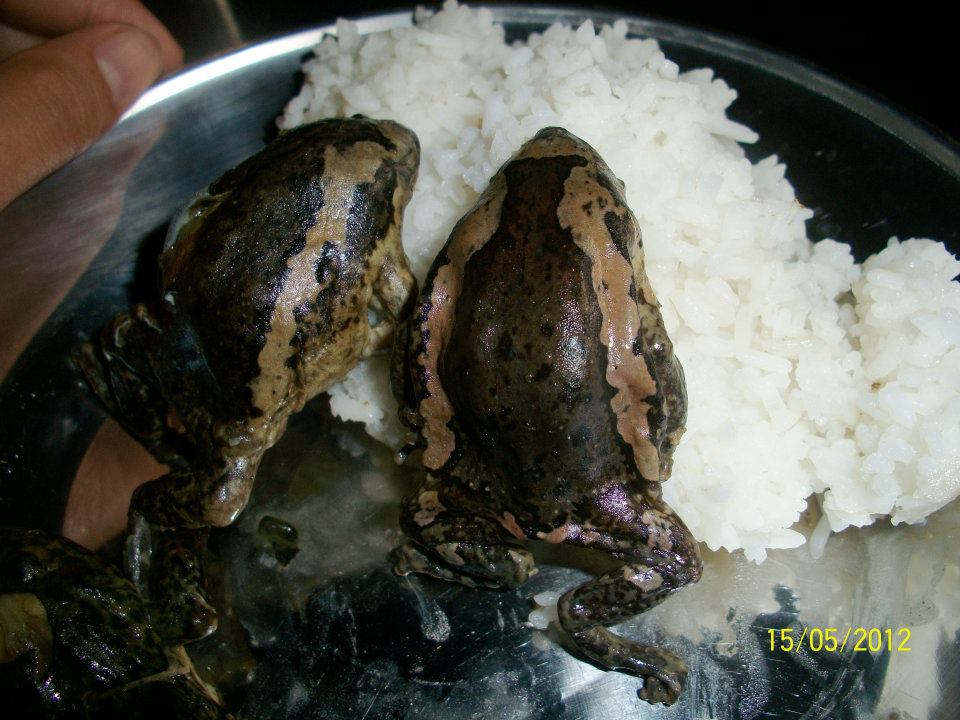 Frog recipe