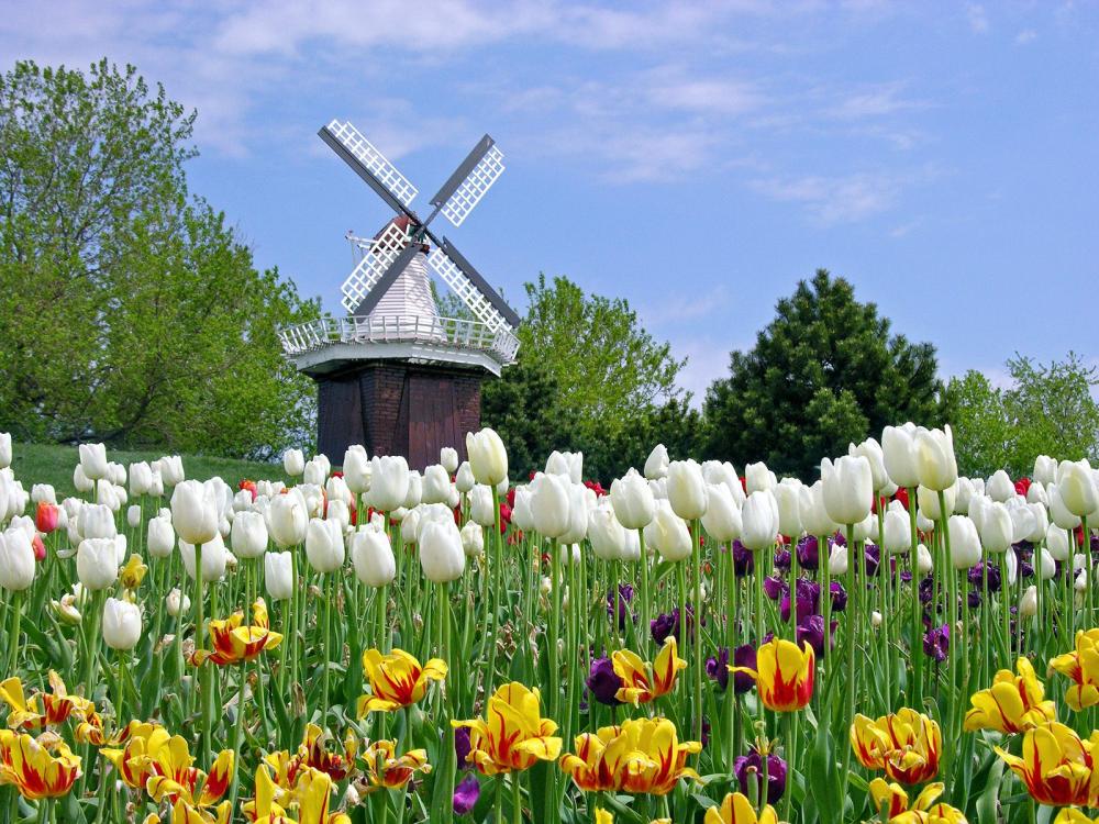 Featured image of post Gambar Taman Bunga Tulip Selain itu bunga tulip juga memiliki bentuk bunga dan pohon yang unik serta memiliki harum yang khas