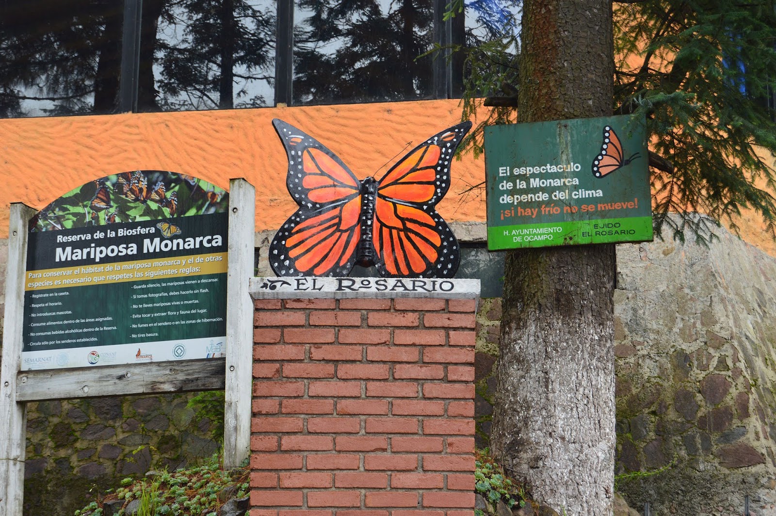 El Rosario" el mejor y más grande santuario de Mariposa Monarca |  viajaBonito