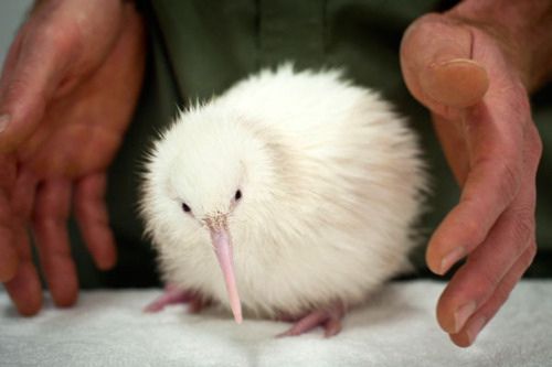 Kiwi | A-Z List of 125 Rare Albino Animals [Pics]