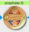 anafase II anafase II
