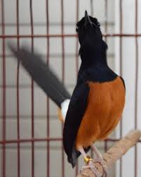 Burung Murai Batu Suka Mangap