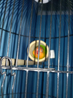 Bambu Setan Lovebird Bambu Setan Lovebird