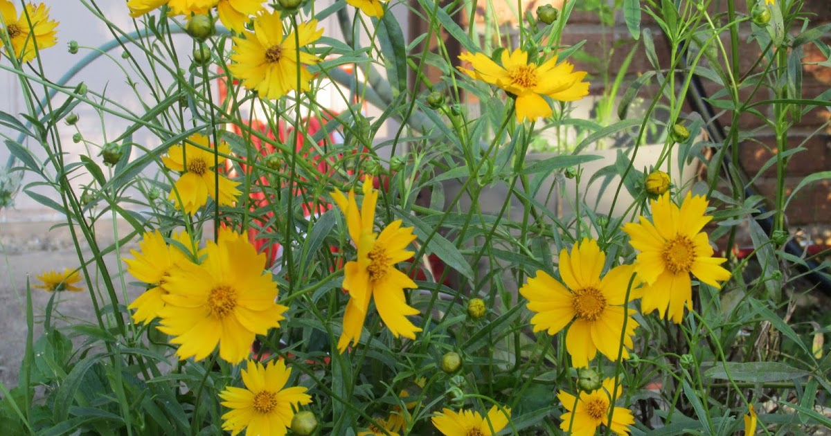 Girl With An English Heart Poison Ivy? Oatmeal Bath!