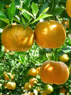 How to Starting Citrus Farming Business
