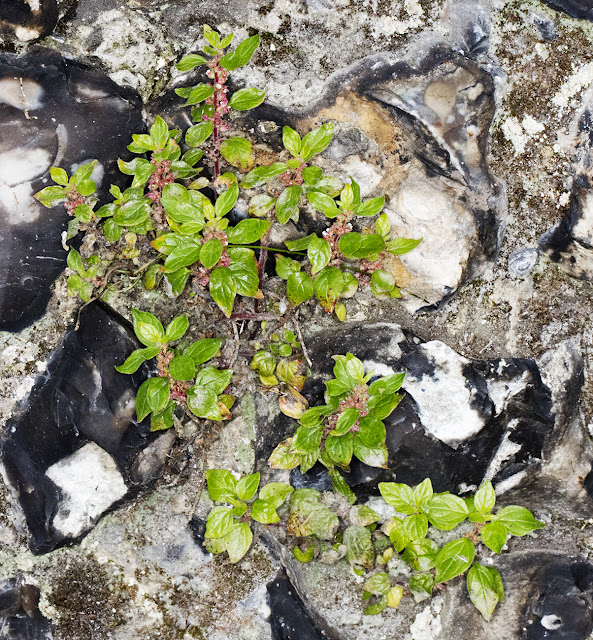 Pellitory-of-the-Wall, Parietaria judaica. Hayes churchyard wall, 25 June 2016. Pellitory-of-the-Wall, Parietaria judaica. Hayes churchyard wall, 25 June 2016.