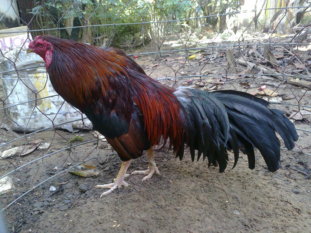 Nuôi gà trạng lớn Ga Vinh Long, gà đá, gà nòi, gà lai