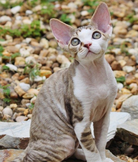 Top 5 World's Smallest Cat Breeds Smallest Cat Pictures and