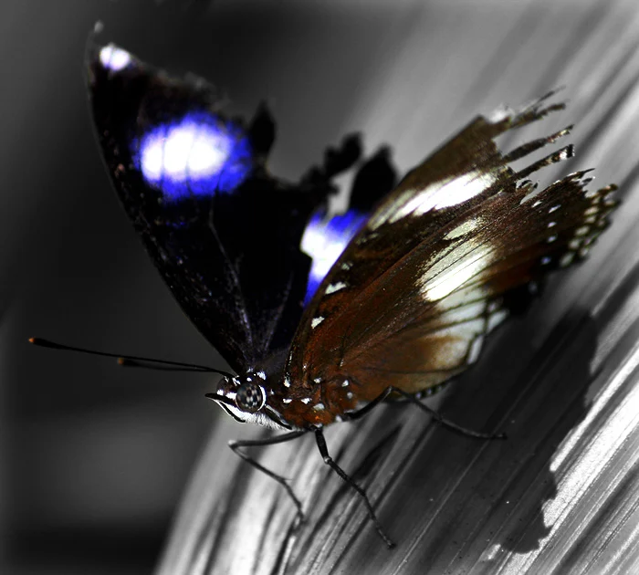 Tattered Blue Moon/Great Eggfly Butterfly