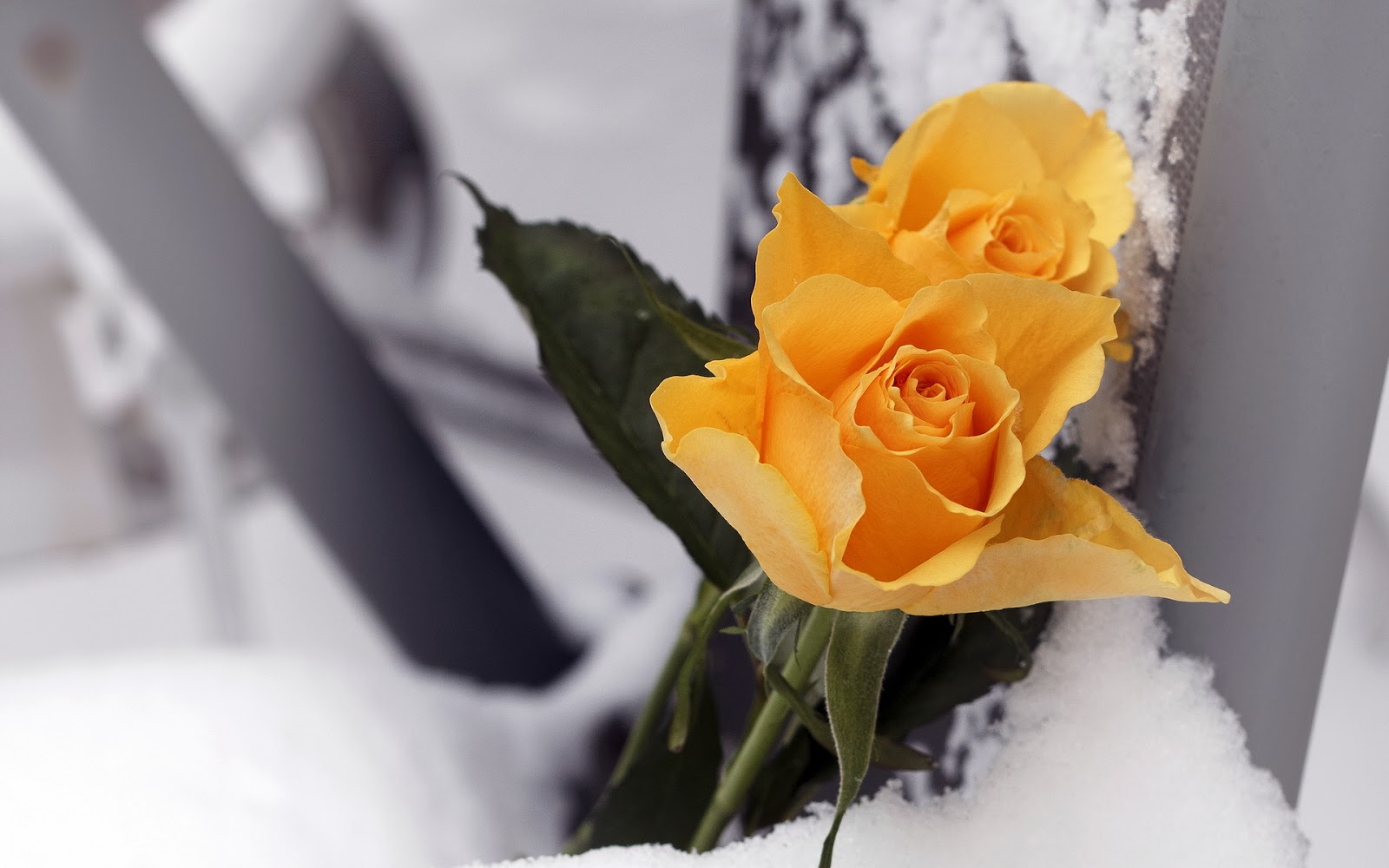Yellow-Rose-with-snow-background-Template-for-writing-wishes-quotes.jpg Yellow-Rose-with-snow-background-Template-for-writing-wishes-quotes.jpg