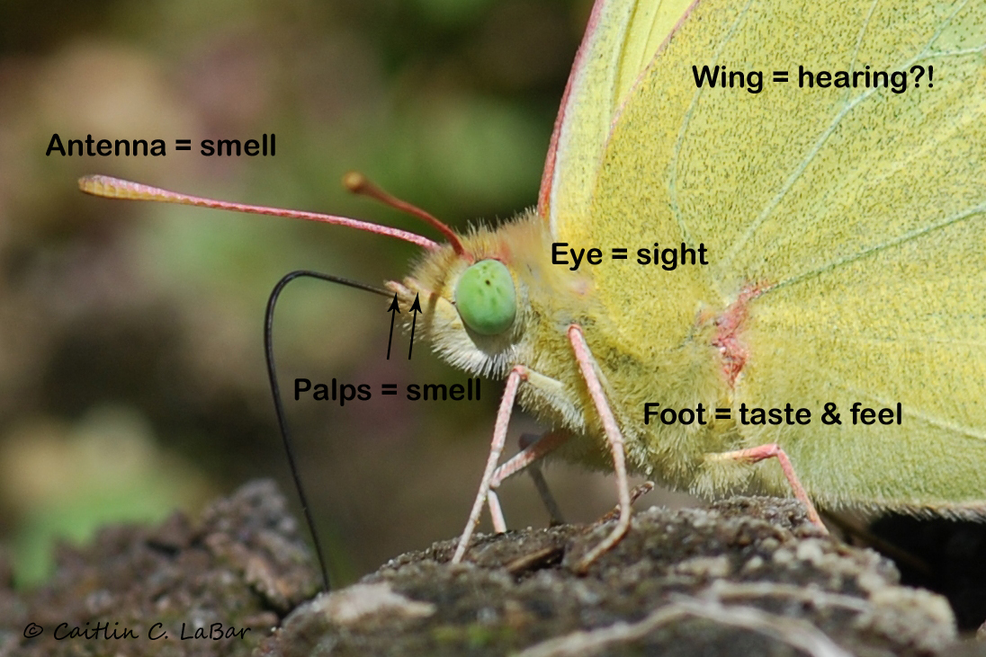 Northwest Butterflies Question Series Butterfly Senses