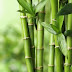 Bamboo Conclave 2020