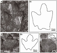 http://sciencythoughts.blogspot.co.uk/2014/10/a-hadrosaurid-dinosaur-trackway-from.html