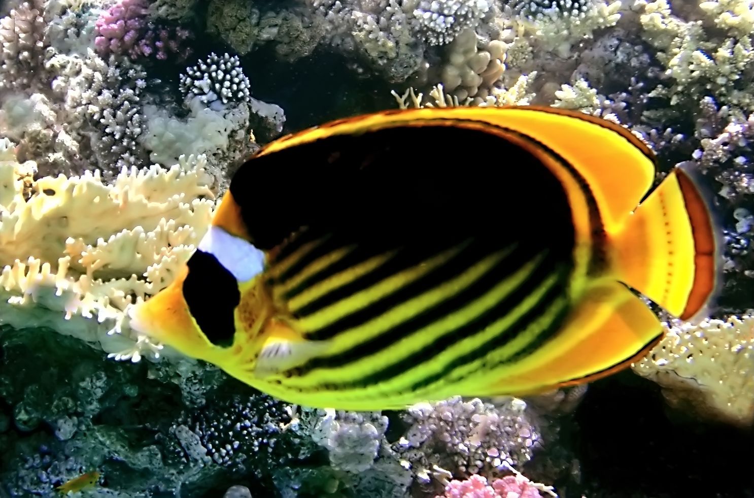 Banco de Imágenes 16 fotografías de peces, corales y Banco de Imágenes 16 fotografías de peces, corales y