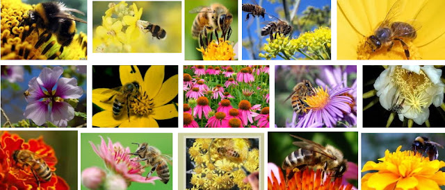 natural bee honey organic