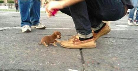 Vous pensez que les chiots sont hyper mignons ??? Alors jetez un coup d’oeil à ces photos.