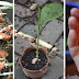 How to Grow an Endless Supply of Alkalizing, Anti-Inflammatory Ginger, Turmeric and Garlic at Home