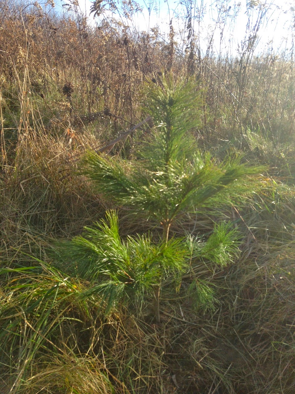 Farm Dover Christmas Tree Lane