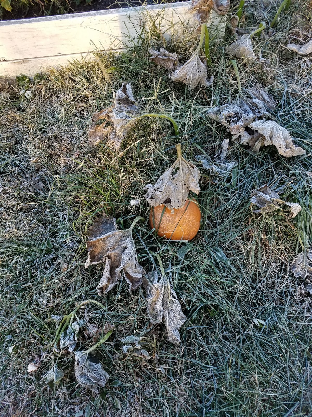 Calamity Acres Hobby Farm Frost on the Pumpkin