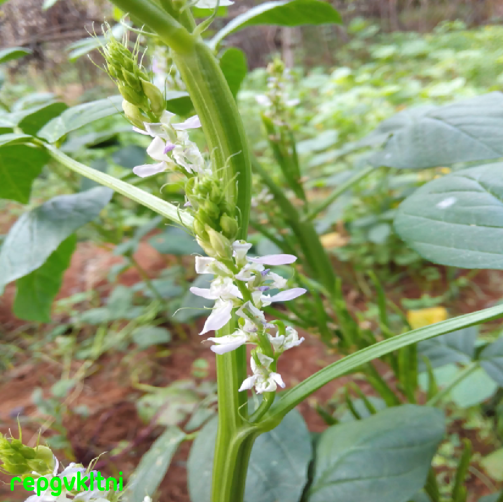 FLOWERS CLUSTER BEAN FLOWER கொத்தவரைப் பூ