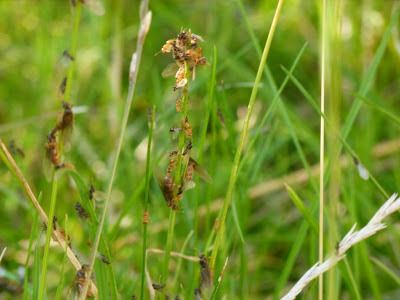 ant jottings