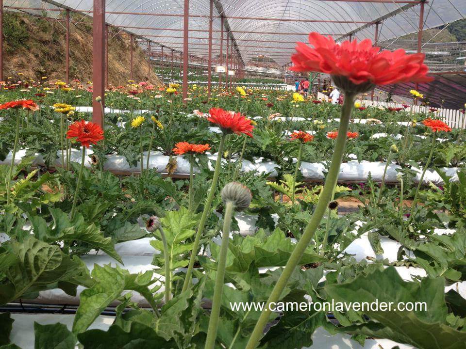 Tempat Menarik di Cameron Highlands : Cameron Lavender Garden