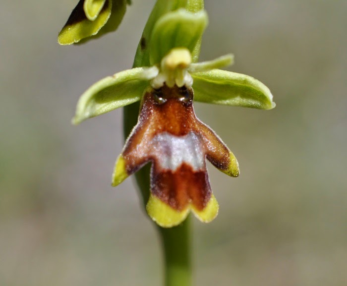 Ophrys Aymoninii ophrys Aymoninii