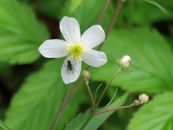 Jaskier platanolistny (Ranunculus platanifolius L.) jaskier