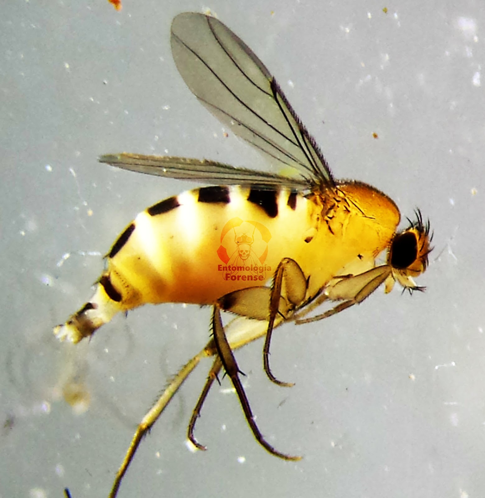 Familia Phoridae
