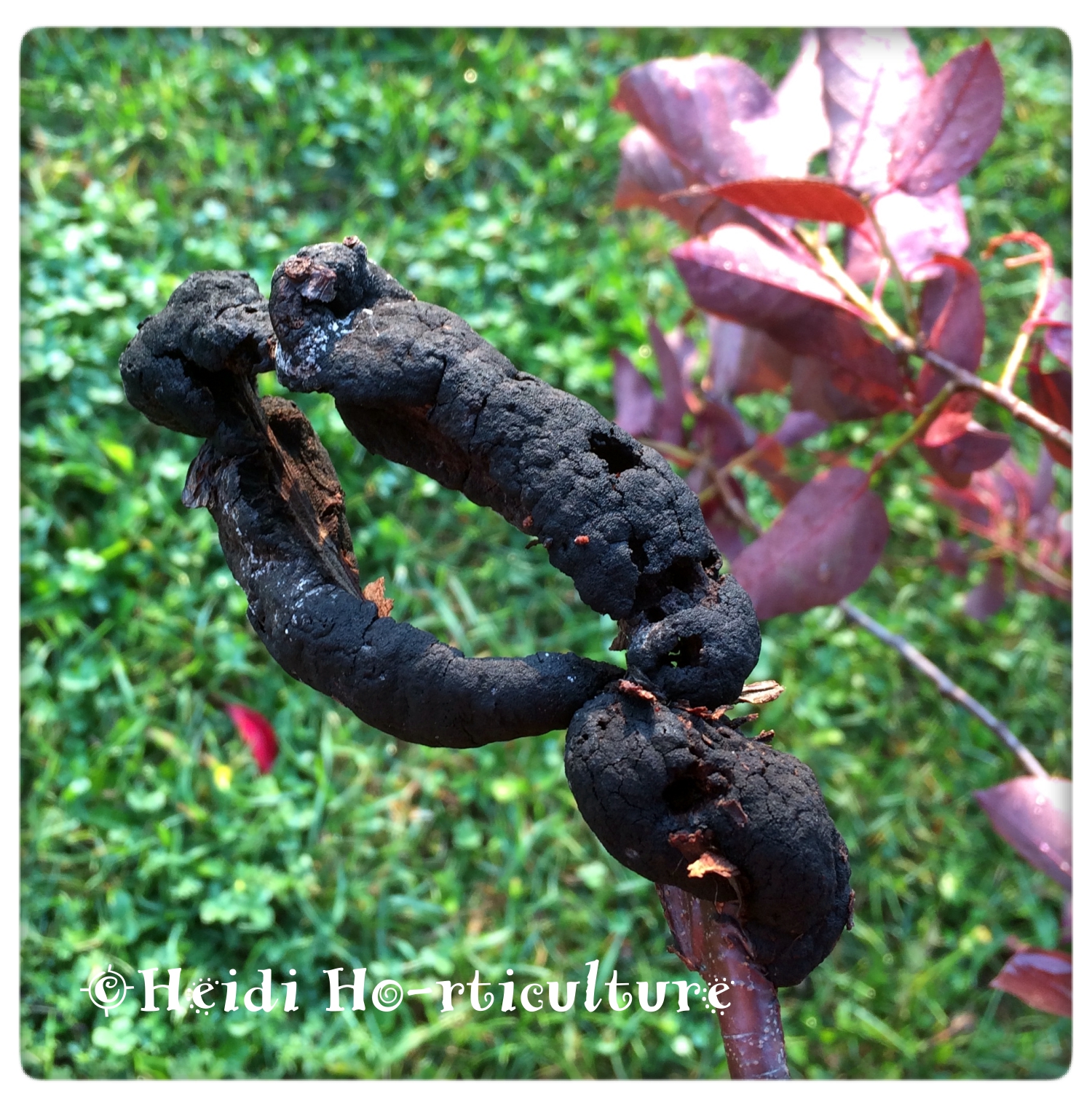 Heidi Horticulture Apiosporina morbosa AKA Sh*t on a Stick