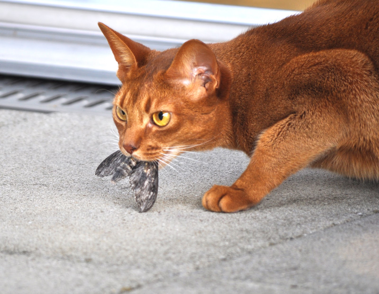 Free Cat Images free cat picture of a cat with prey