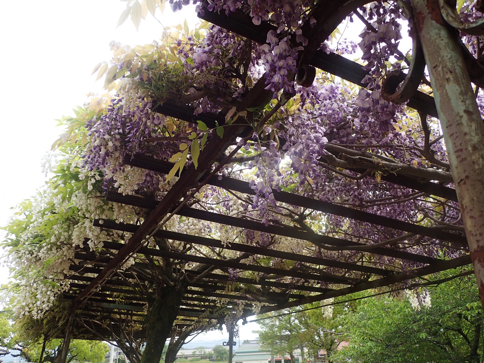 季節の花の開花を目安に野菜の種まき 藤の花を見に近所の神社へ 珍妙雑記帖