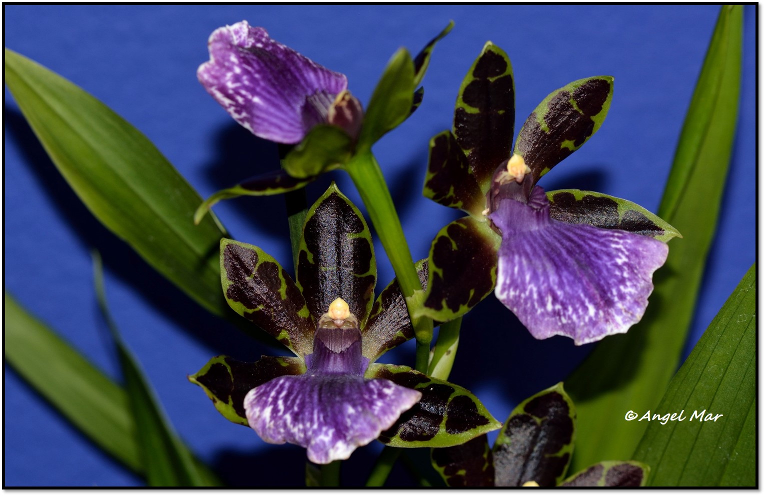 Orquídeas Blog de Angel Mar: Zygopetalum (Una de las orquídeas más  fragantes)