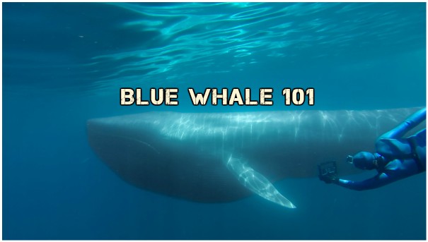 how big is an actual blue whale fridayreflections godyears size of blue whale