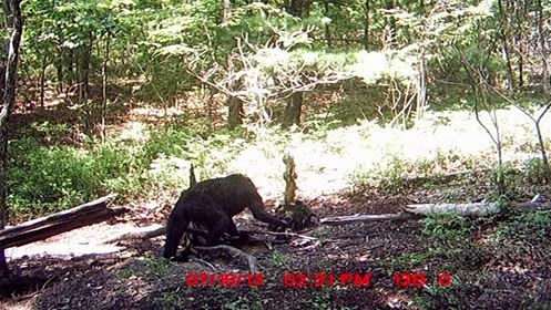 Bigfoot Photo From Virginia