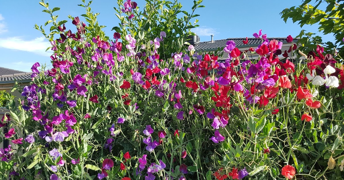 95 TRIMMING 2 WEEKS INTO FLOWERING