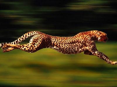 Best and Letest cheetah Wallpaper, 4K Ultra HD Desktop Background for any Computer, Laptop, Tablet and Phone. Top Ultra HD Cheetah wallpaper-Photos-Images-Pics ,Top Most viewed CheetahWallpaper, Best Cheetah HD Wallpaper ,pics,images, 4k Ultra HD Cheetah Wallpaper, Pics,Beautiful Full HD CheetahWallpaper , Top 10 Cheetah Wallpaper HD Background free downlod hd cheetah photos | hd wallpapers animals | hd images cheetah Best and Letest cheetah Wallpaper, 4K Ultra HD Desktop Background for any Computer, Laptop, Tablet and Phone. Top Ultra HD Cheetah wallpaper-Photos-Images-Pics ,Top Most viewed CheetahWallpaper, Best Cheetah HD Wallpaper ,pics,images, 4k Ultra HD Cheetah Wallpaper, Pics,Beautiful Full HD CheetahWallpaper , Top 10 Cheetah Wallpaper HD Background free downlod hd cheetah photos | hd wallpapers animals | hd images cheetah