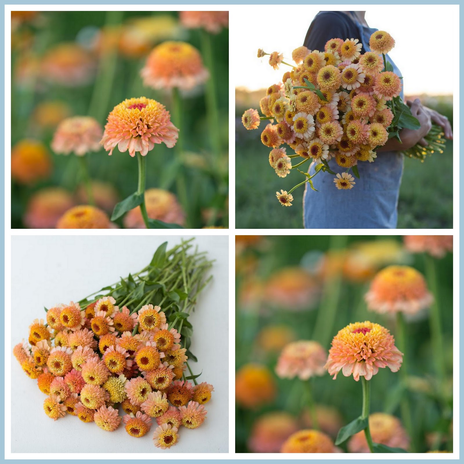 marieke nolsen Floret Flower /FarmerFlorist Collectief