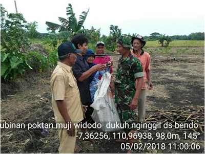 BABINSA BENDO LAKSANAKAN PENDAMPINGAN UBINAN VARIETAS PADI CIHERANG