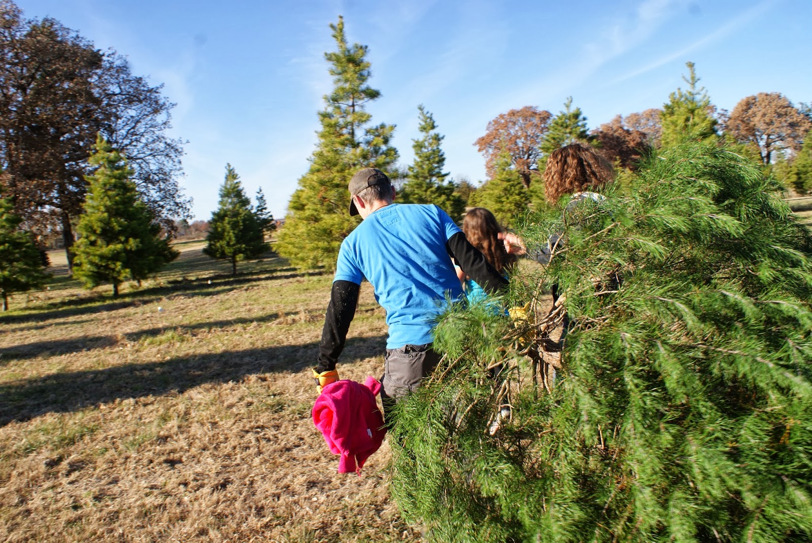 From City Slicker to Country Bumpkin Christmas Trees on Bumpkin Farm