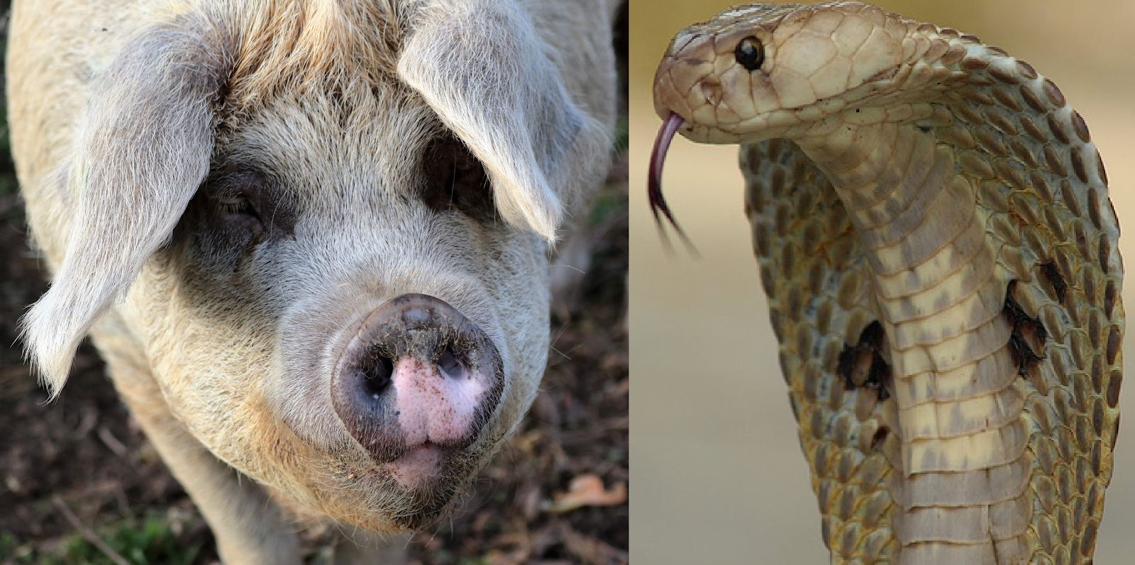 chinese-horoscope-snake-compatibility-with-pork