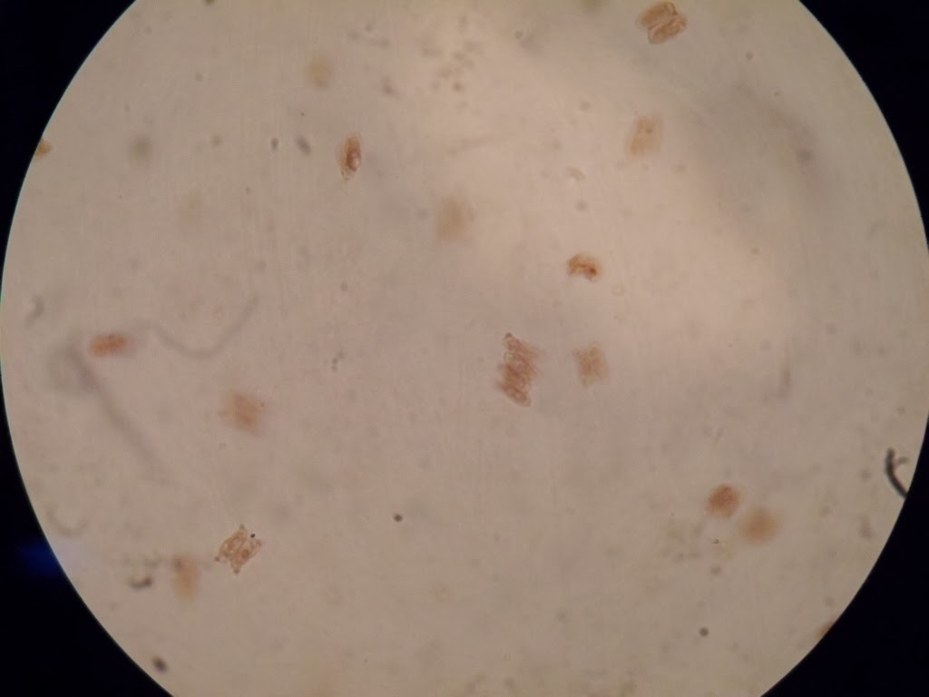 Ourlad's Paradigm: Division Chlorophyta