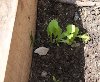 Finally some letuce Finally some letuce