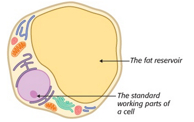 Cell Fat 56